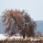 In der Schneewelt