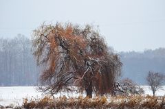 In der Schneewelt