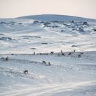 in der schneewüste