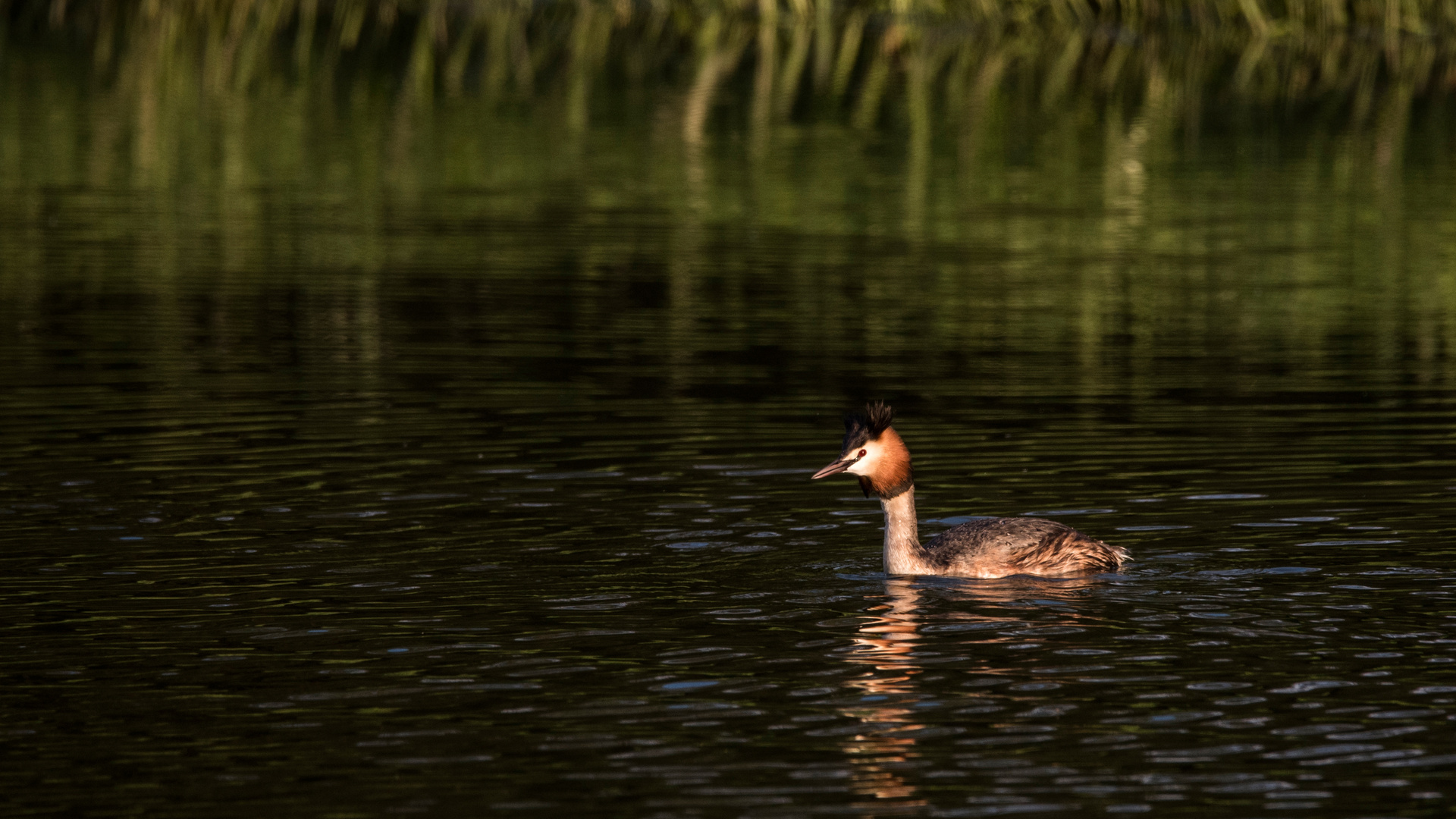 In der schönen Abendsonne 