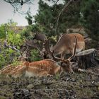 In der Schönower Heide