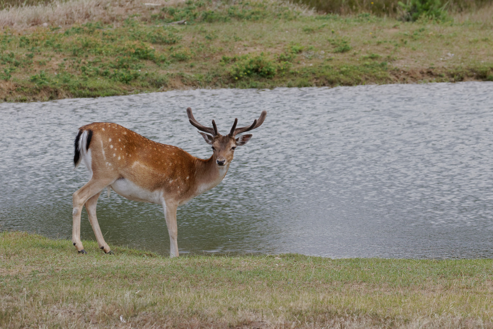 In der Schönower Heide bei Berlin