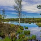 In der Schönramer Heide