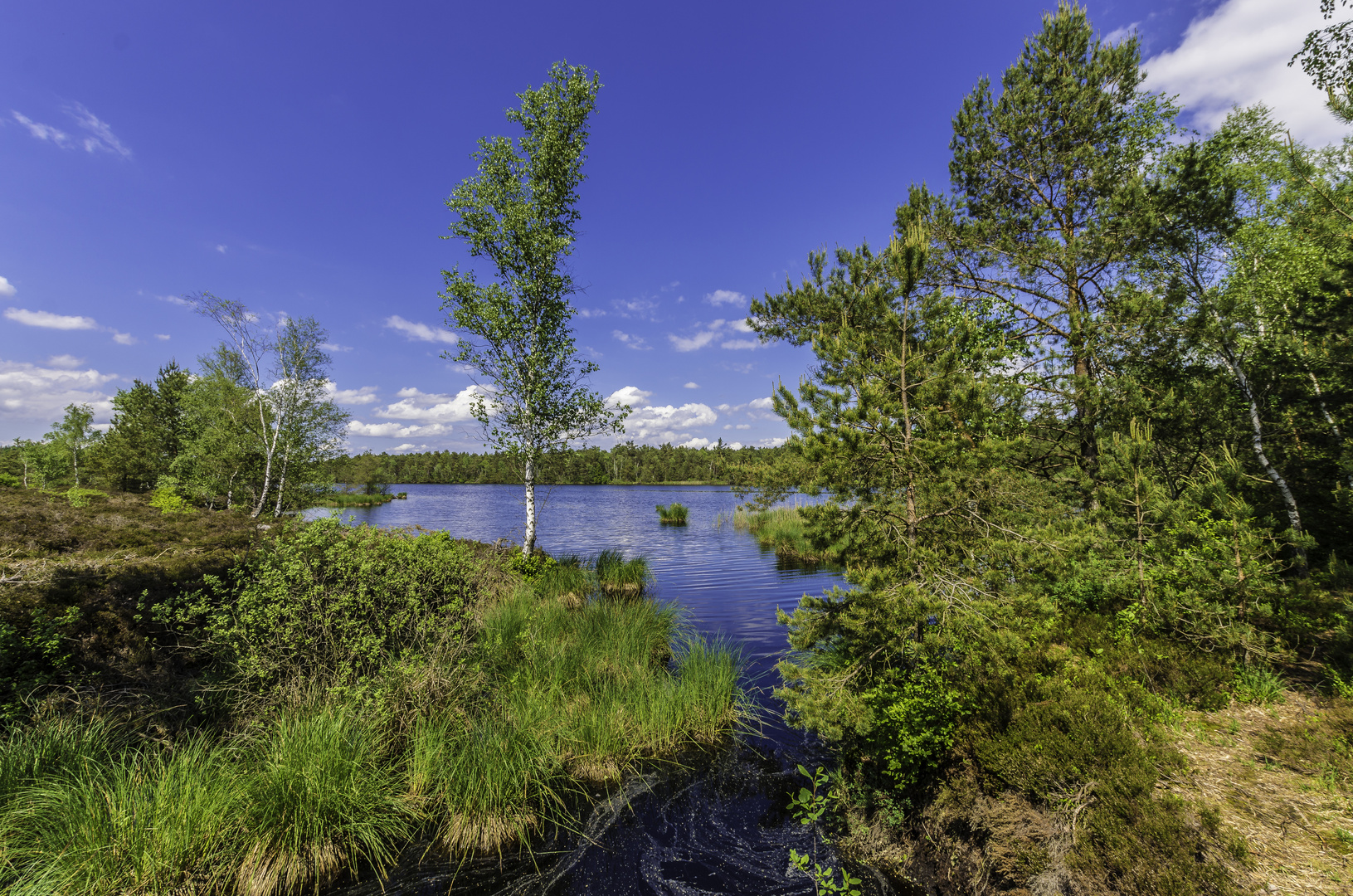 In der Schönramer Heide