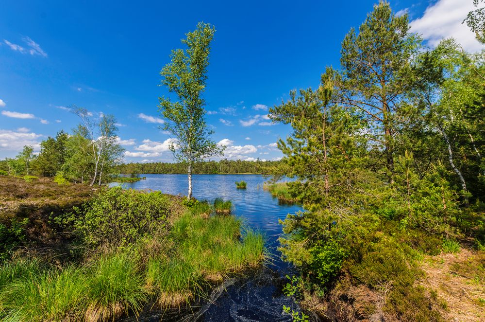 In der Schönramer Heide