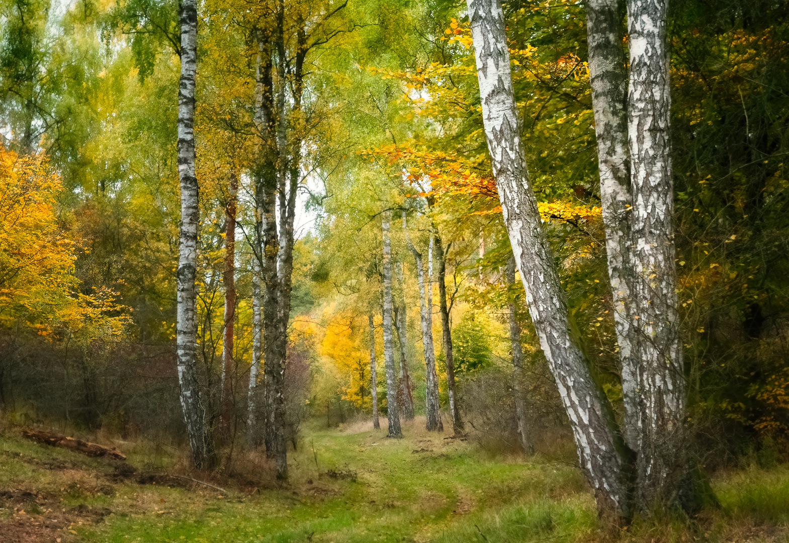 In der Schorfheide