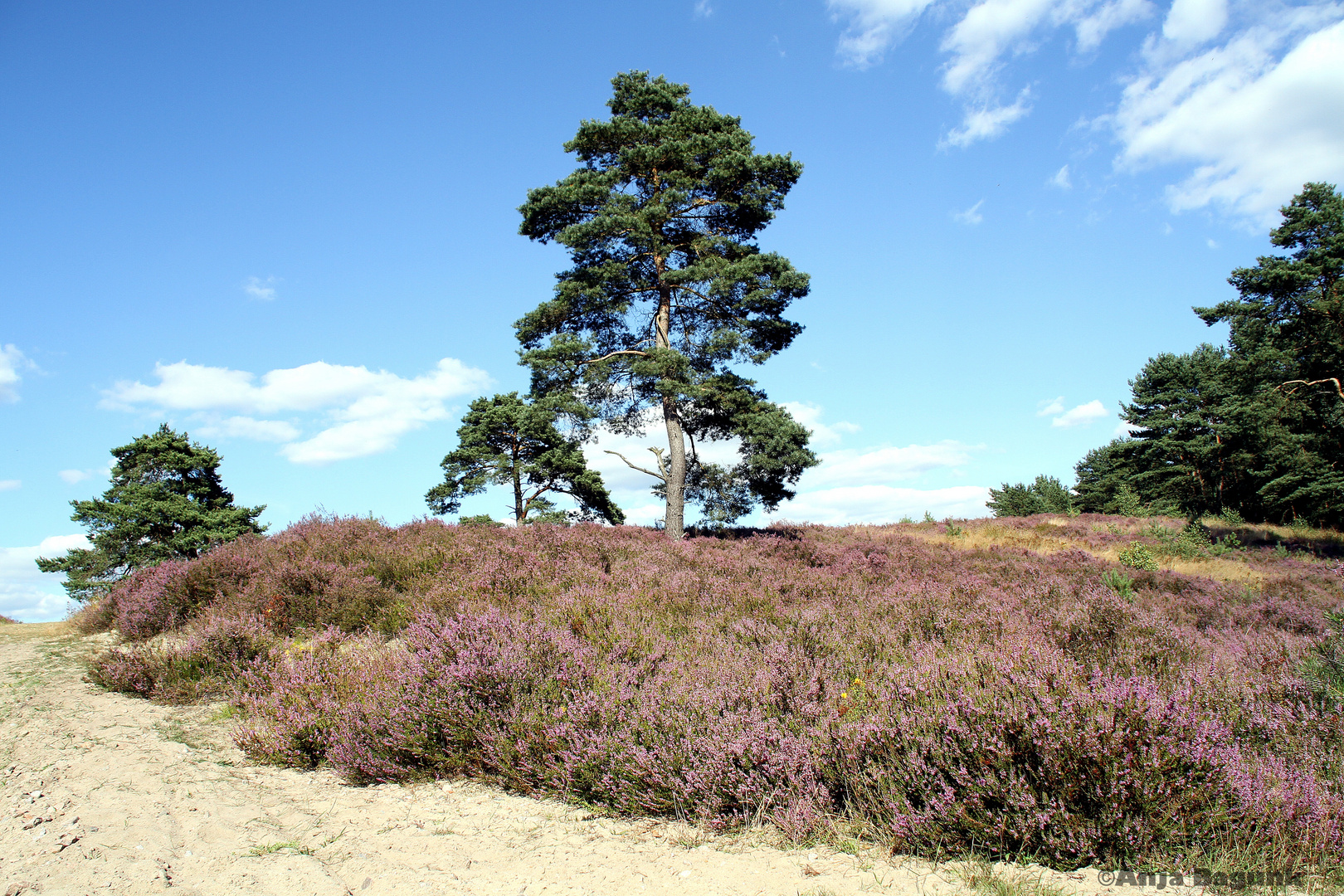 In der Schwindebecker Heide