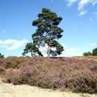 In der Schwindebecker Heide