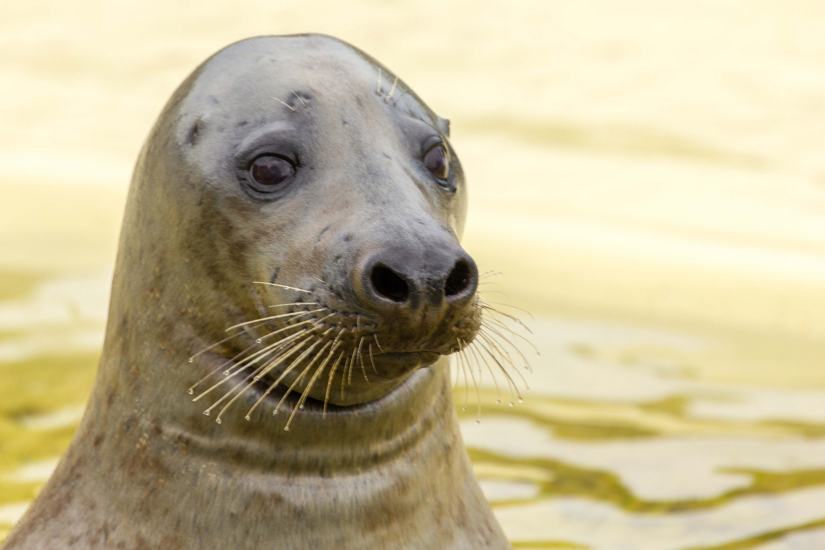 In der Seehundstation in Friedrichskoog