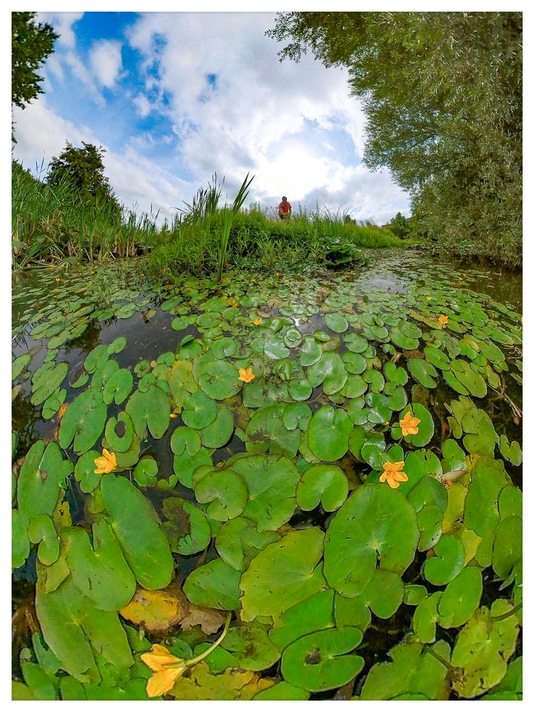 In der Seekanne (Nymphoides peltata) rundum unterwegs