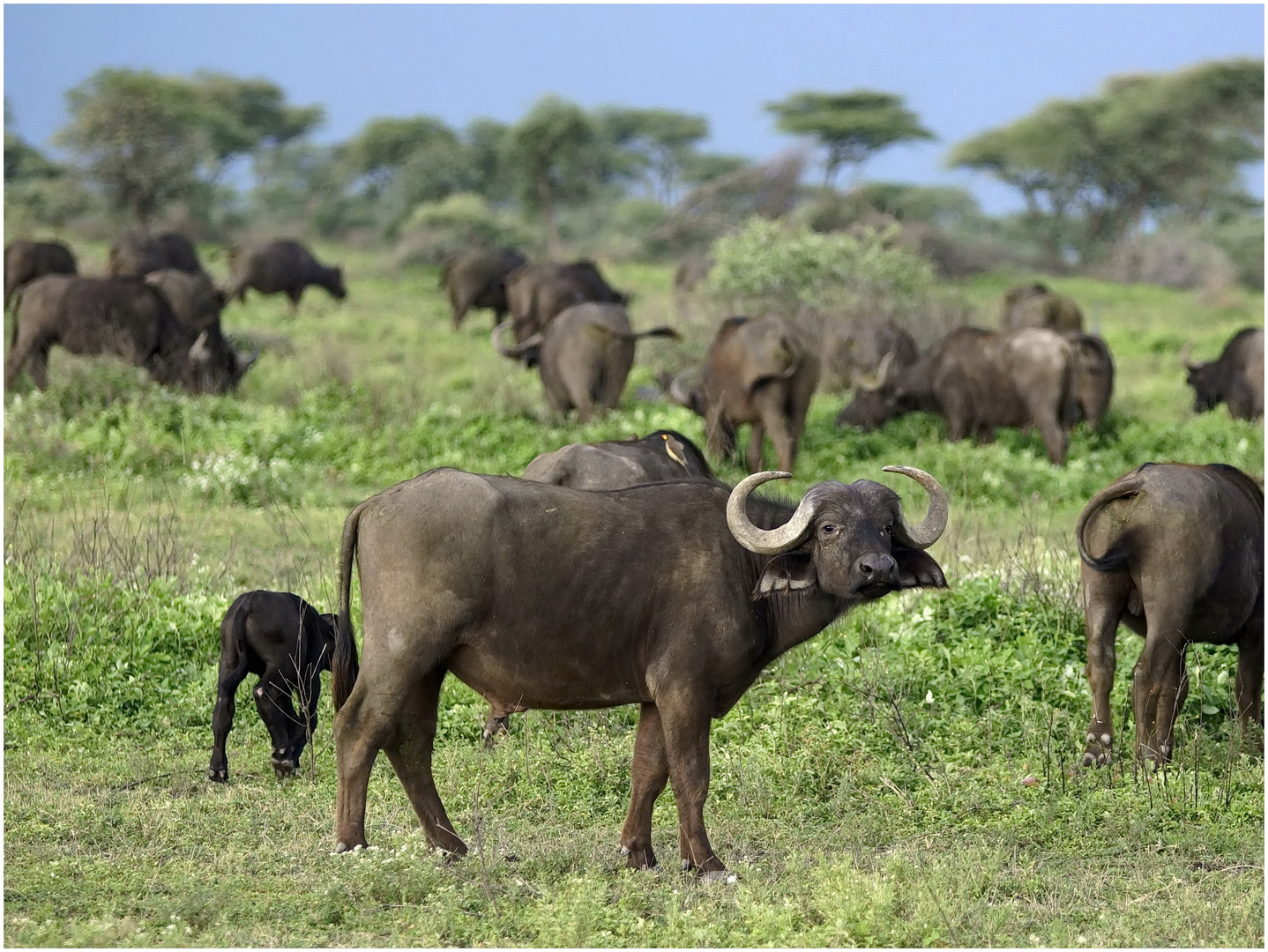 In der Serengeti