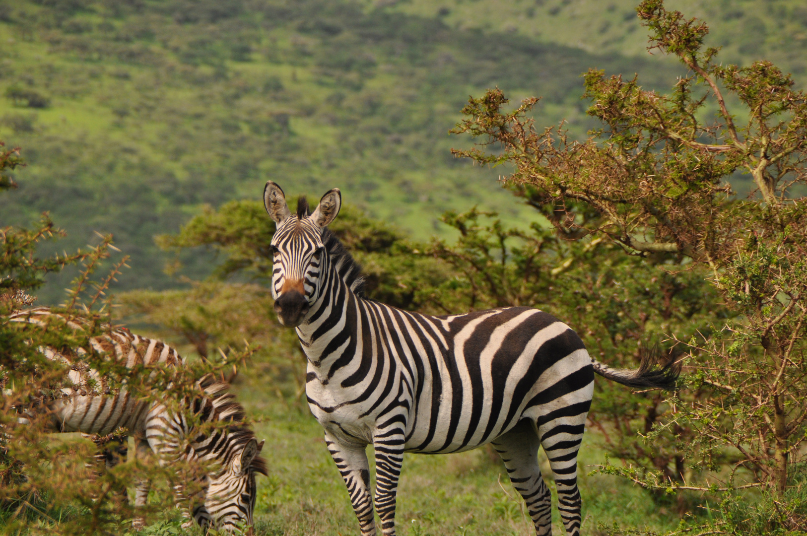 In der Serengeti