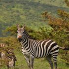 In der Serengeti