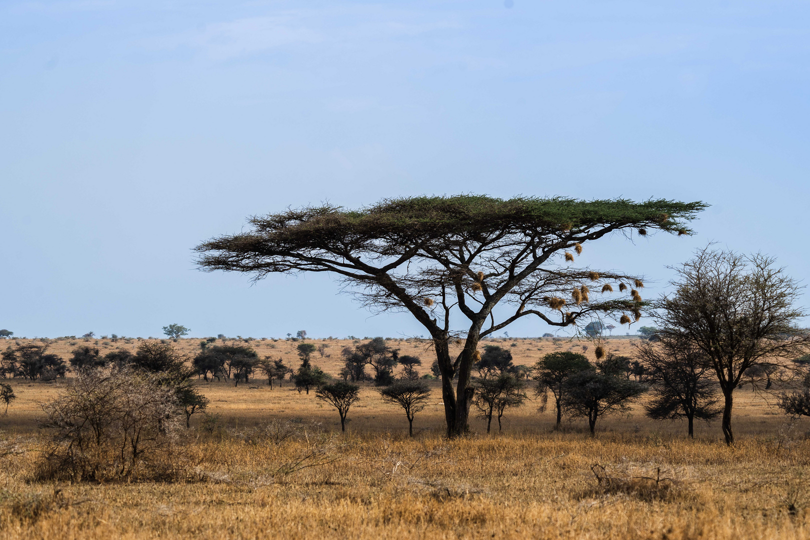 in der Serengeti