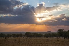 In der Serengeti