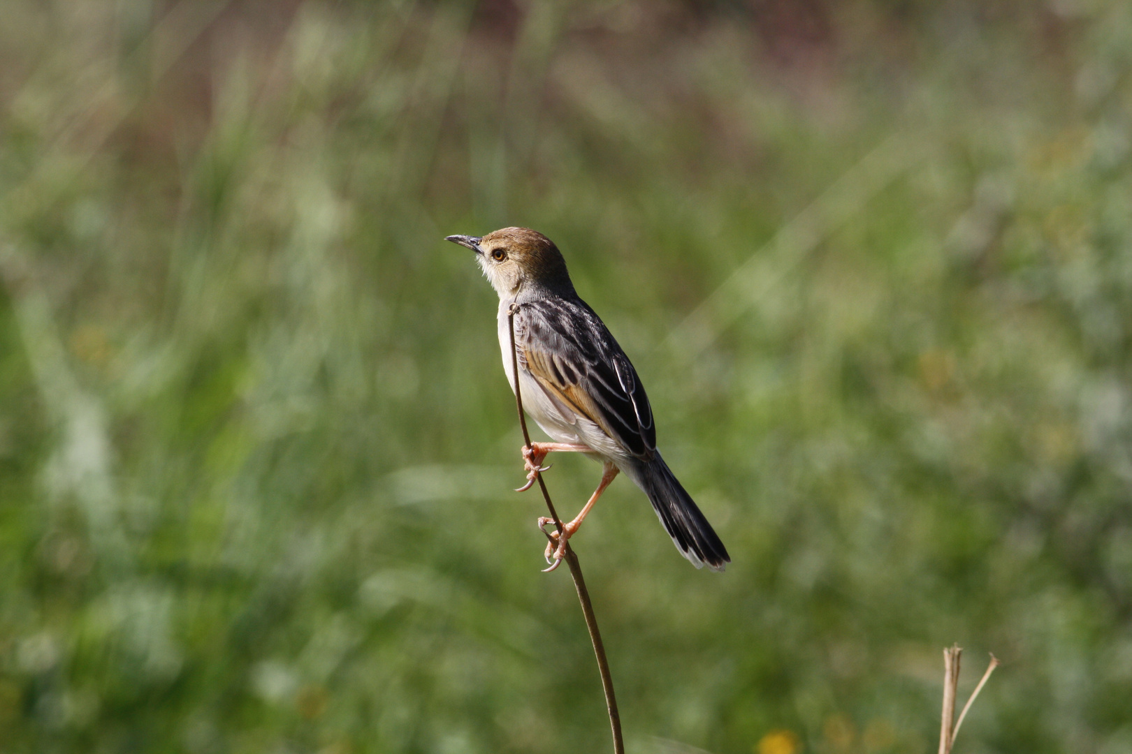 In der Serengeti - Tansania