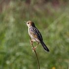 In der Serengeti - Tansania