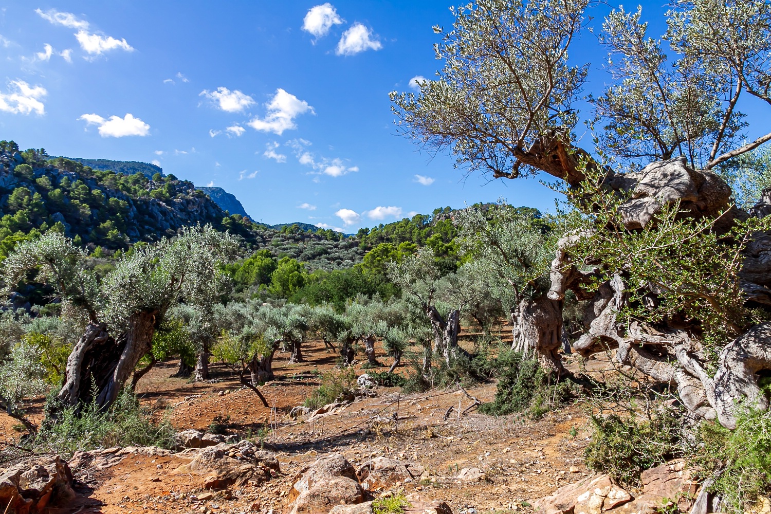 In der Serra de Tramuntana