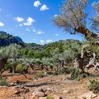 In der Serra de Tramuntana