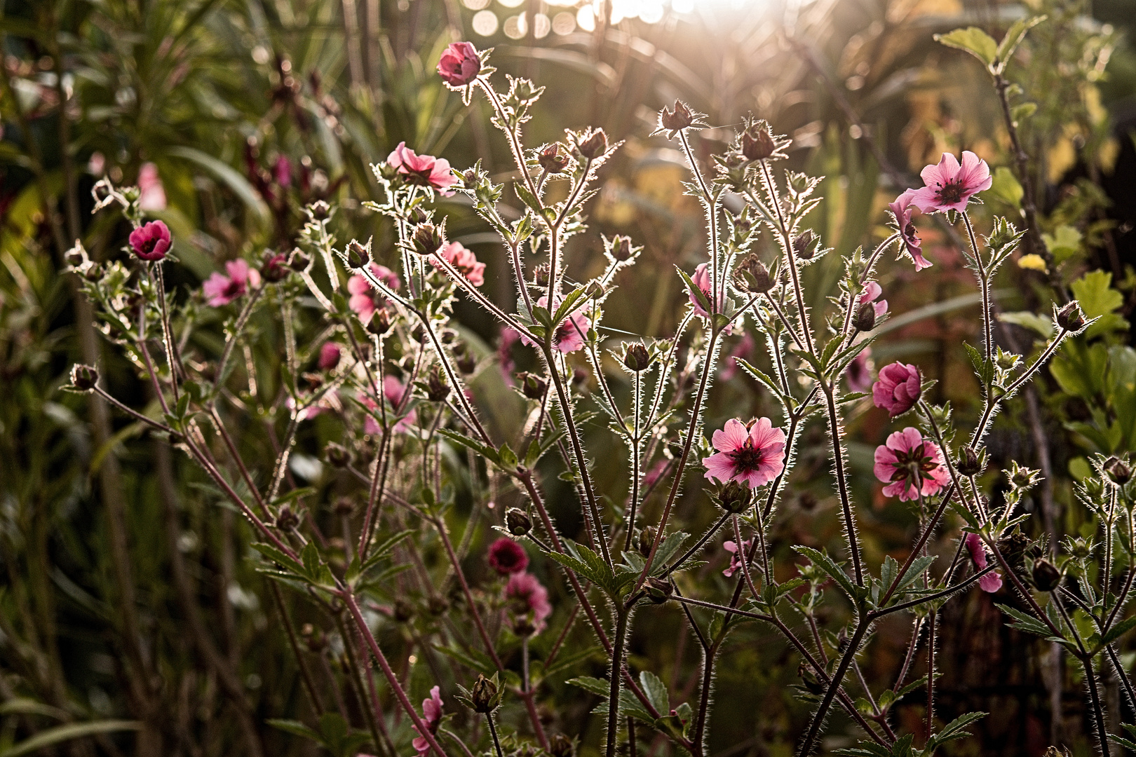 in der Sommerabendsonne