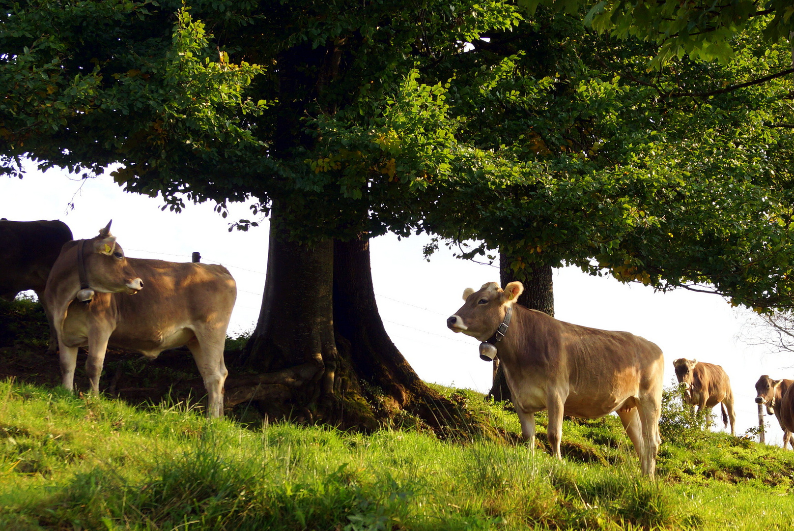 In der Sommerfrische