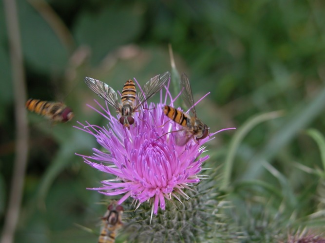 in der Sommersonne