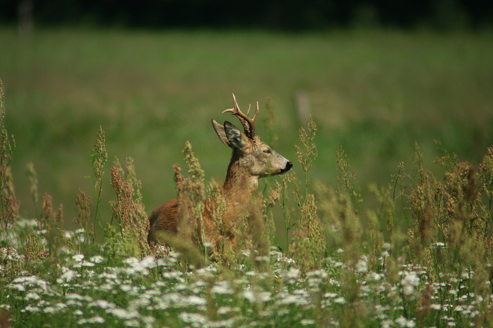 In der Sommerwiese