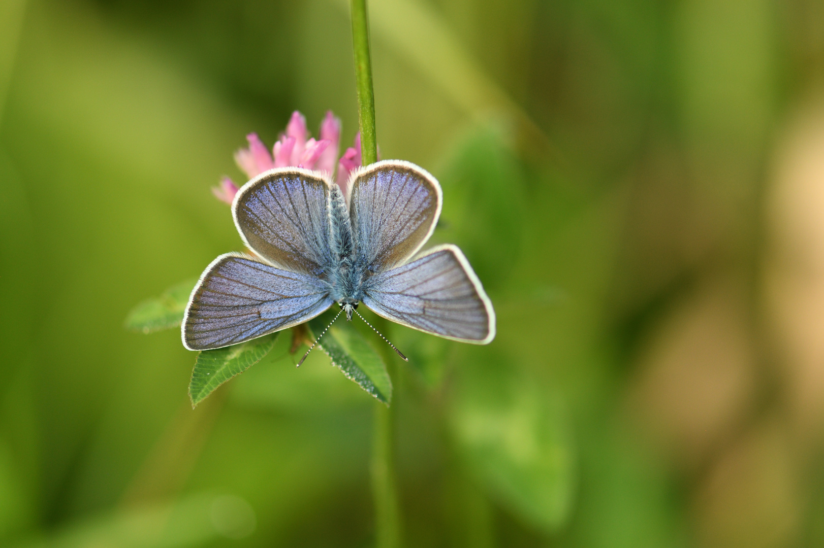 In der Sommerwiese