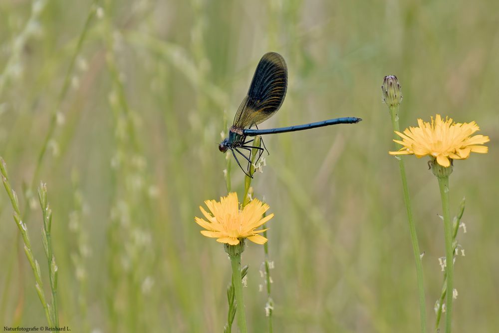 In der Sommerwiese 2