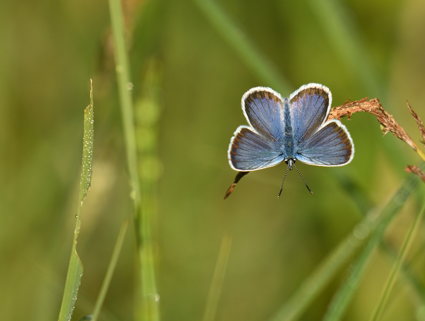 In der Sommerwiese