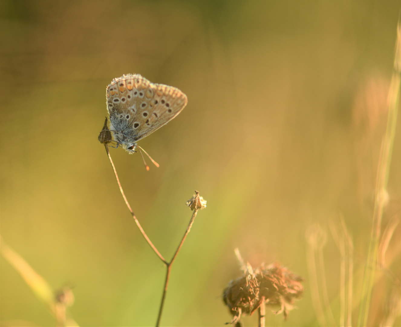 In der Sommerwiese