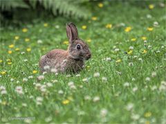 in der sommerwiese....