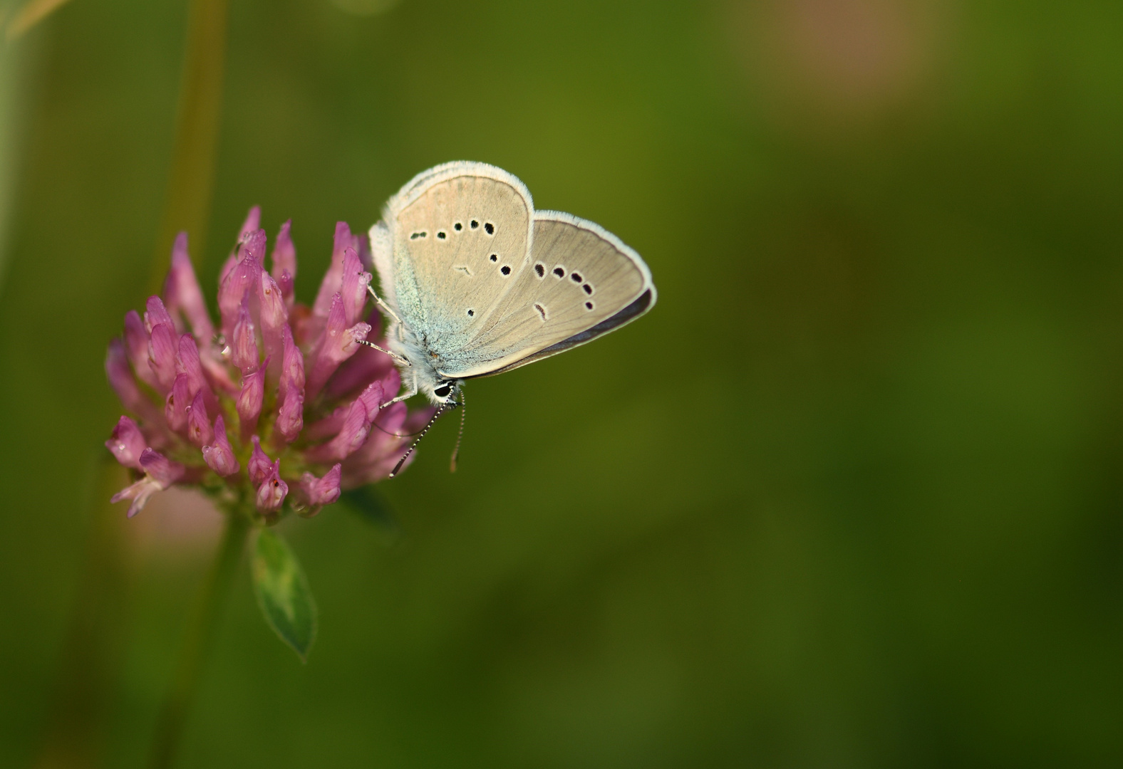 In der Sommerwiese