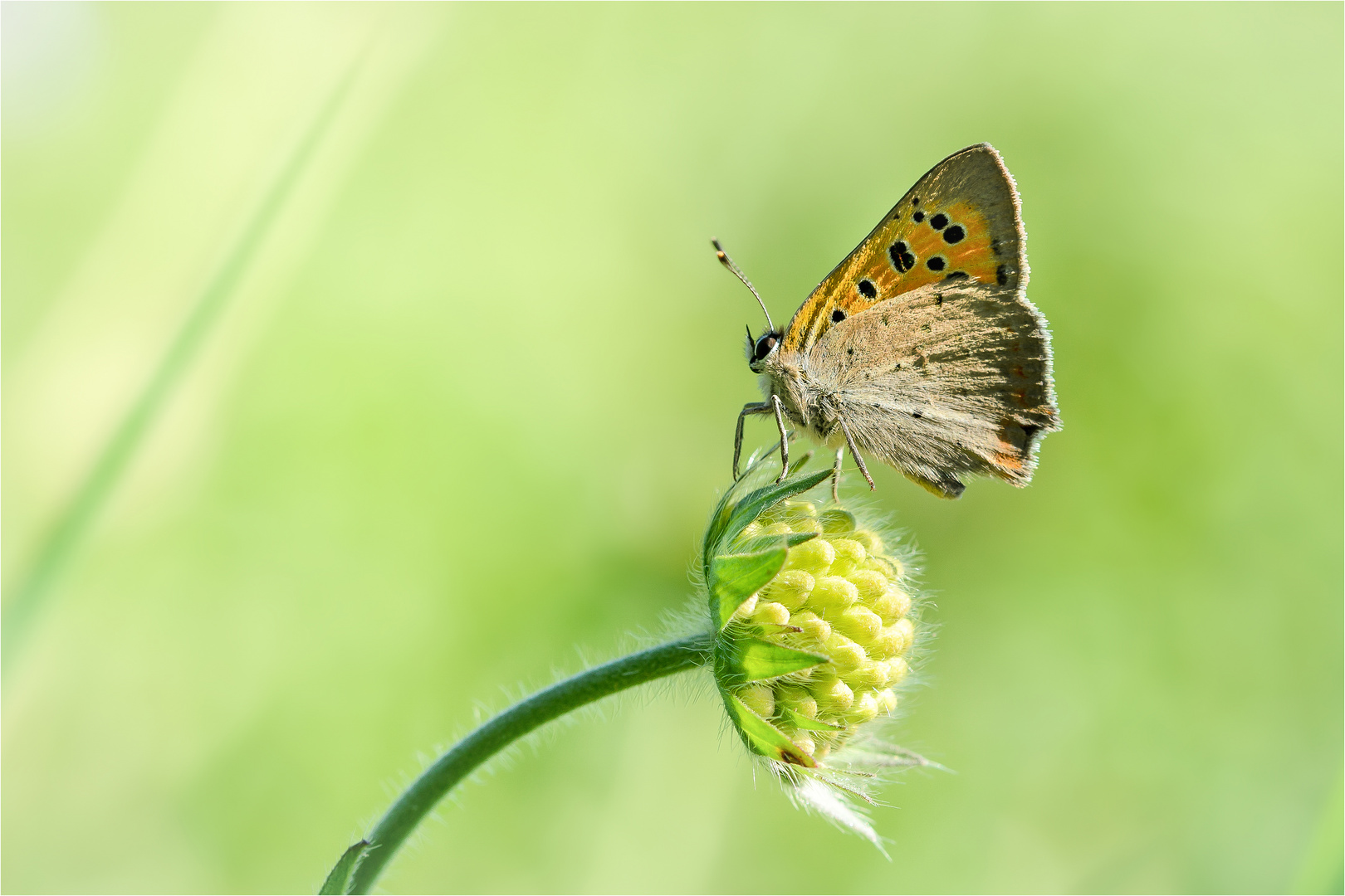 in der Sommerwiese