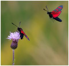 in der Sommerwiese