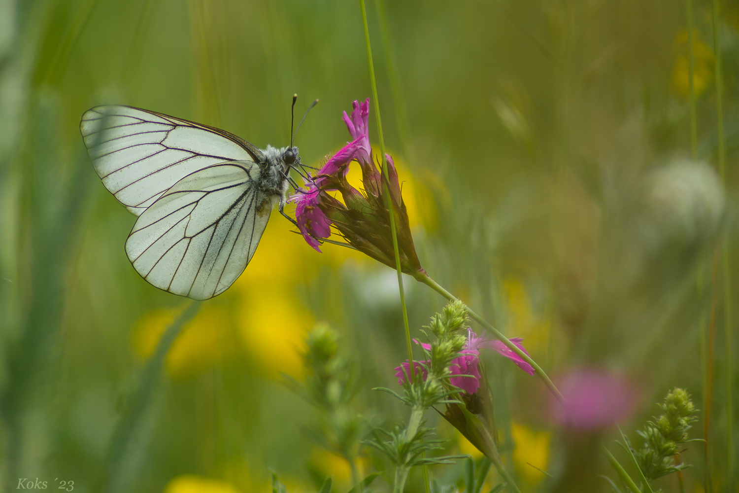 In der Sommerwiese