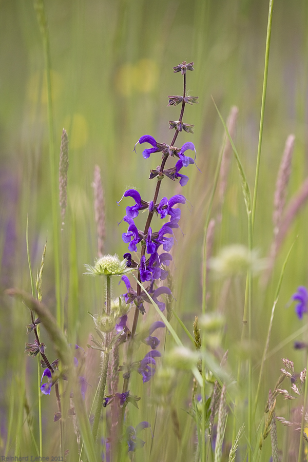 In der Sommerwiese