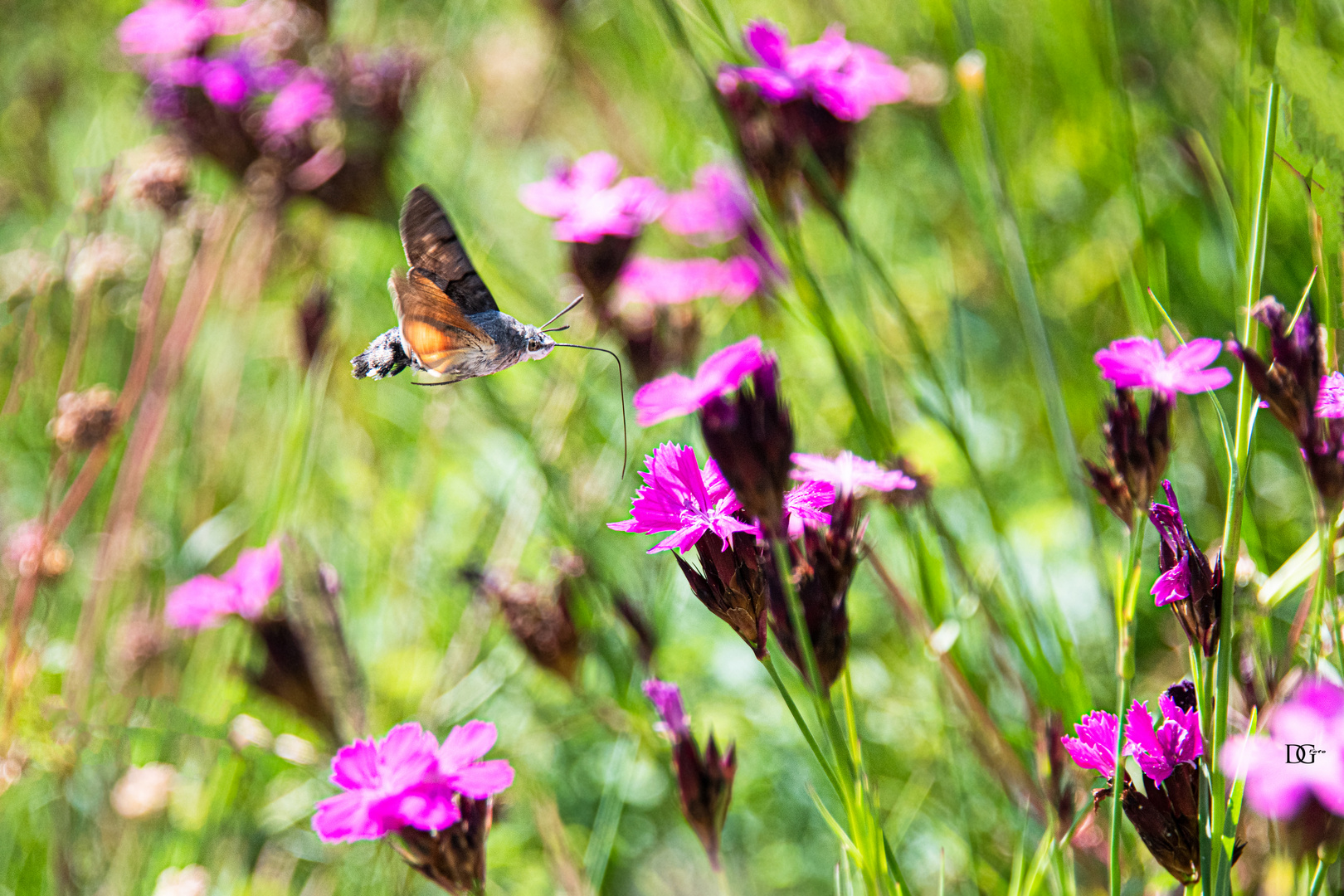 In der Sommerwiese