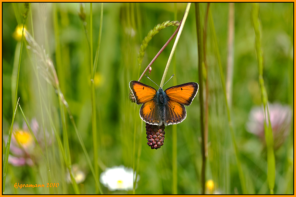 in der sommerwiese.....ein seltenes exemplar