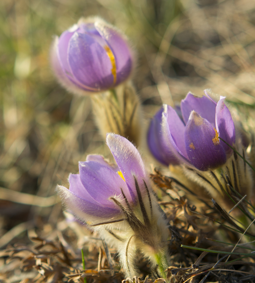 In der Sonne