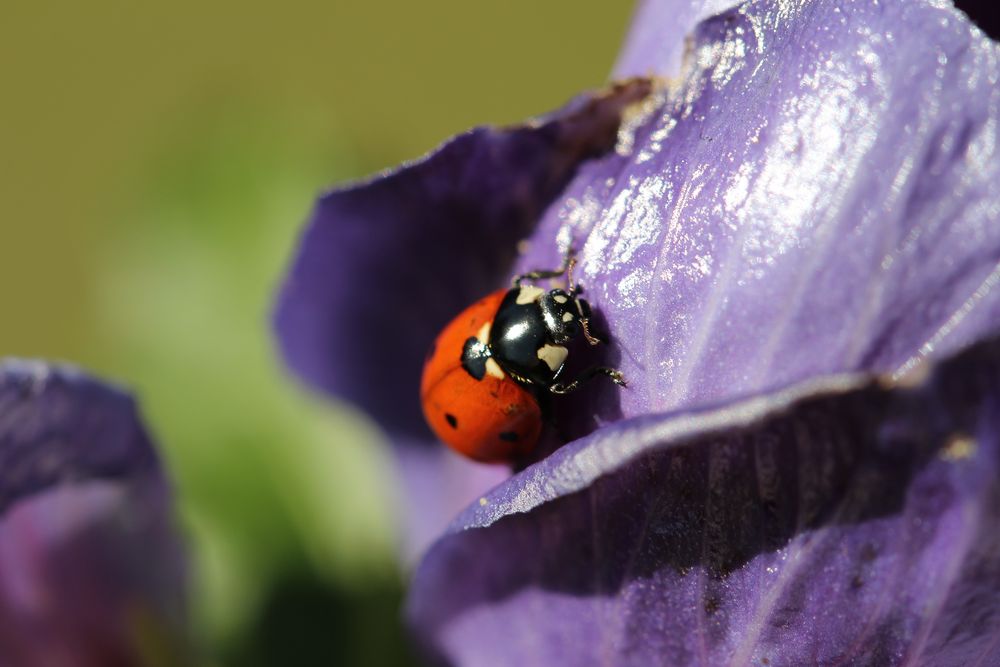 In der Sonne