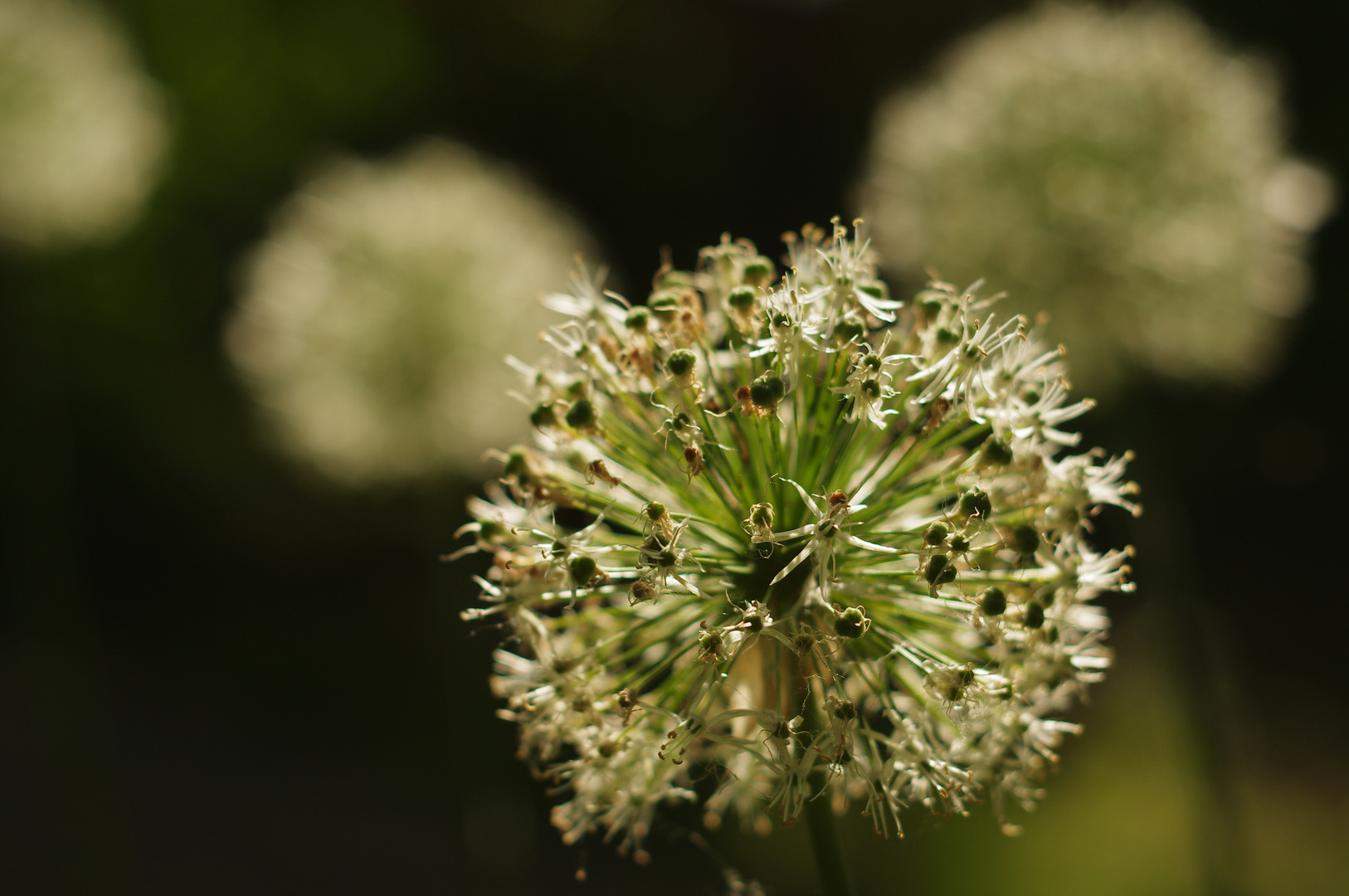 in der Sonne