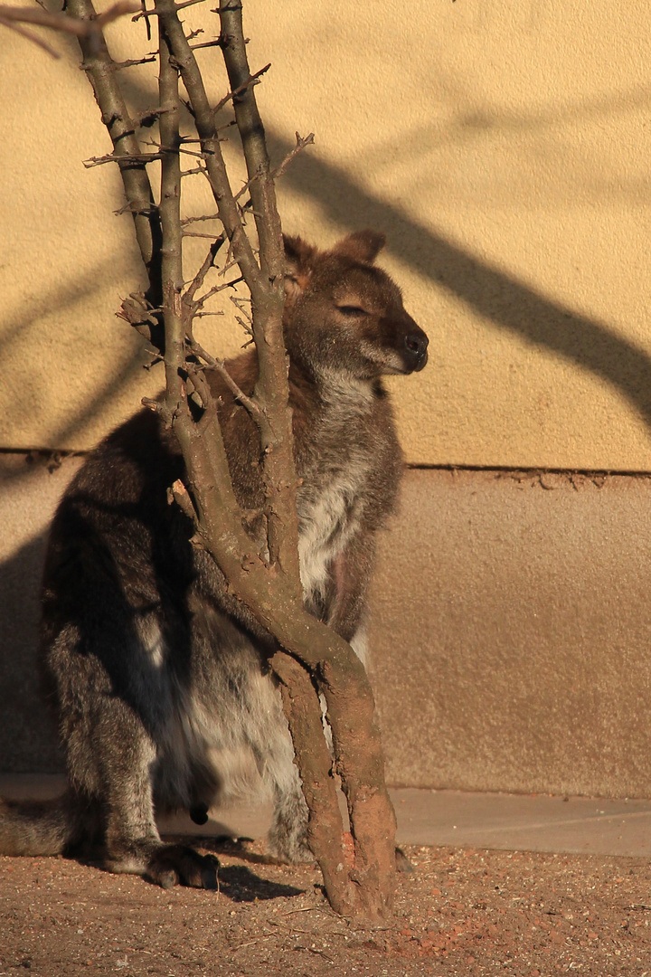 in der Sonne