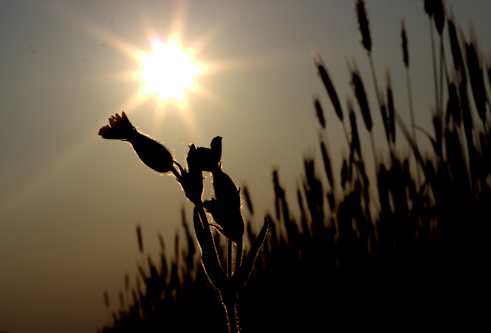 In der Sonne