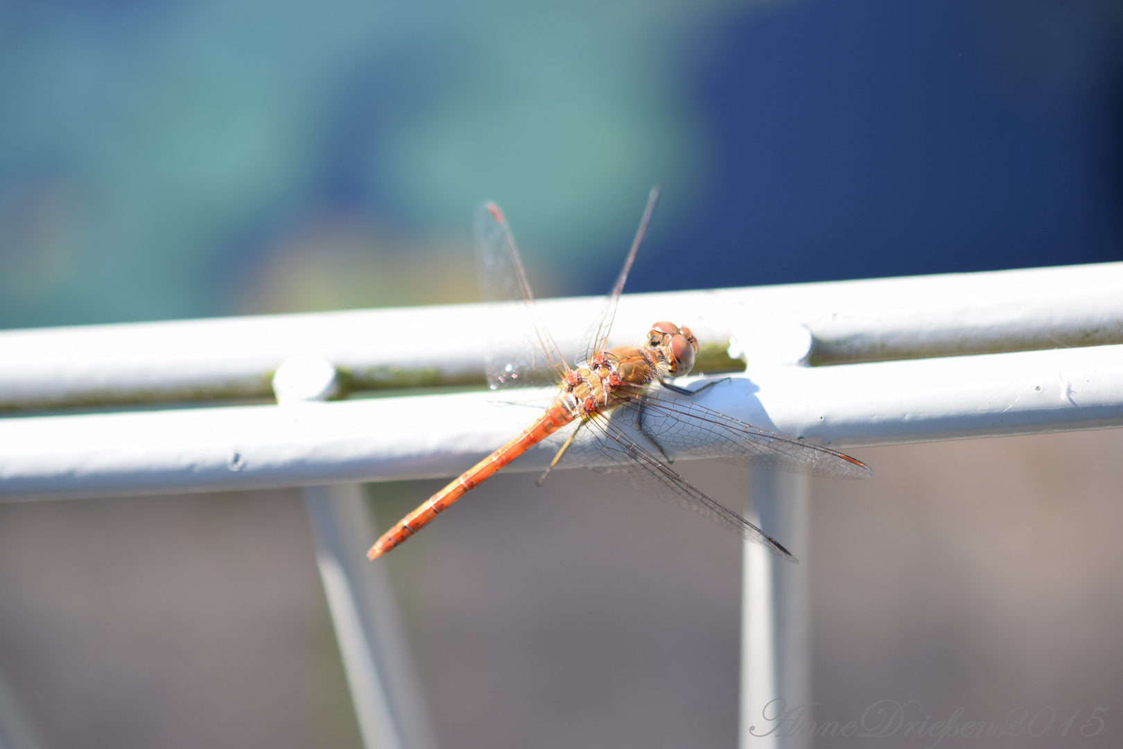 In der Sonne am Froschteich