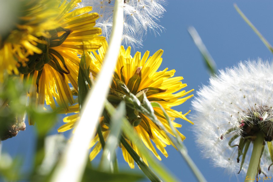 In der Sonne auf der Wiese liegen...