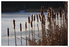 In der Sonne