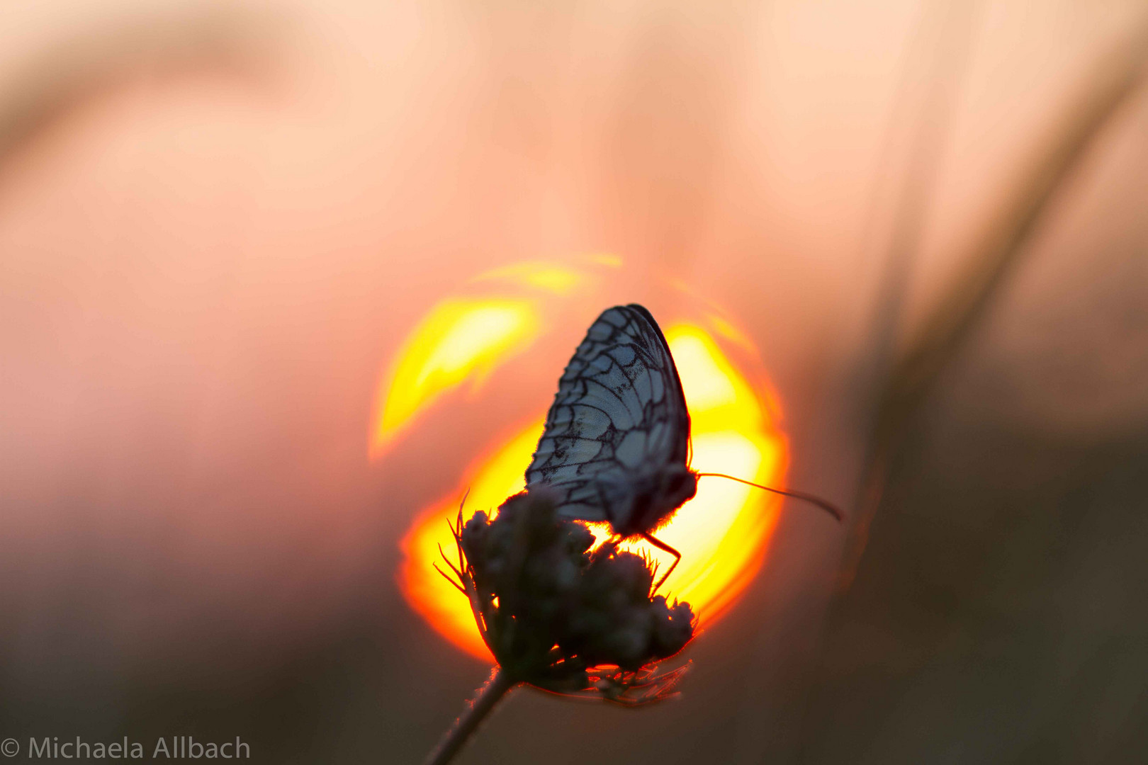 In der Sonne