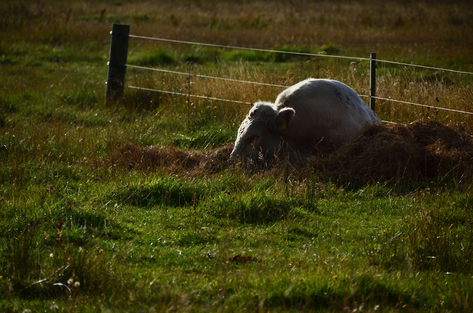 in der sonne