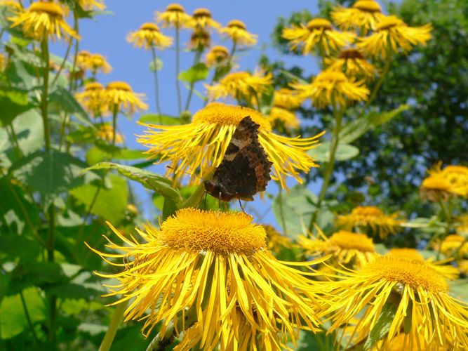 in der Sonne